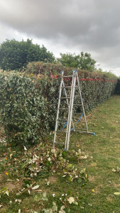 Photo de galerie - Taille de haies et d'arbustes