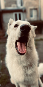 Photo de galerie - Sir Thrall , mon compagnon de route 