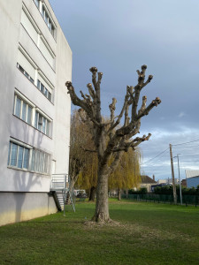 Photo de galerie - Elagage et coupe d'arbres