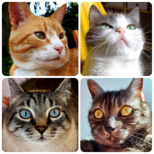 Photo de galerie - Ma tribu féline