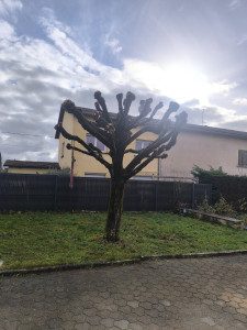 Photo de galerie - Taille d'un tilleul 