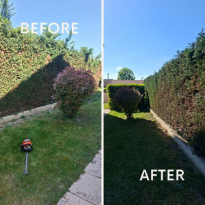 Photo de galerie - Taille de haie, 3,20m de haut 16m de long 
rabatu a 2,50 m de haut du côté voisin