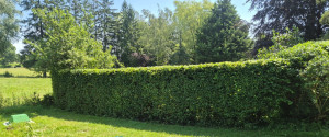 Photo de galerie - Taille de haies 
