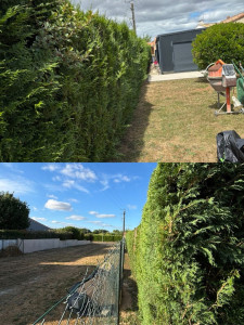 Photo de galerie - Taille de haies et d'arbustes