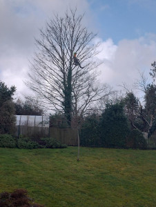 Photo de galerie - Paysagiste - Aménagement du jardin