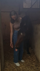 Photo de galerie - Une photo de ce bel hongre à qui je rendais visite lorsque sa propriétaire était absente afin de le travailler sur du plat ou en balade 