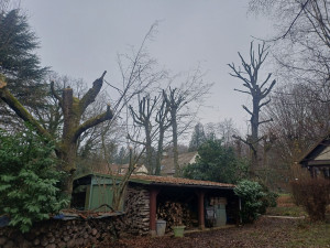 Photo de galerie - Elagage de chêne 