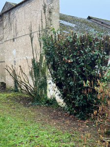 Photo de galerie - Élagage laurier APRÈS 