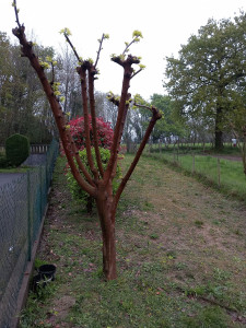Photo de galerie - Elagage et coupe d'arbres