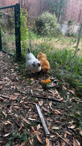 Photo de galerie - Visite des poules 