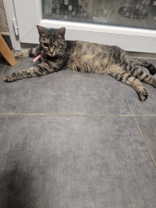 Photo de galerie - Garde chat