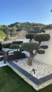 Photo de galerie - Taille de haies et d'arbustes