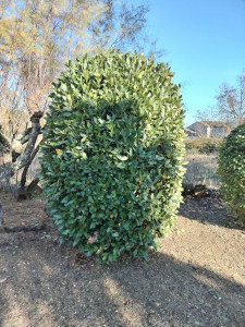 Photo de galerie - Taille arbuste 