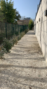 Photo de galerie - Plantation de toute une haie de Eleagnus