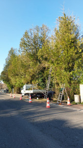 Photo de galerie - Taille de haie Environ 12 mètres de haut 