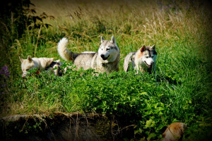 Photo de galerie - Lors des balades, je fais en sorte de changer les itinéraires et les lieux afin de toujours rendre le moment magique