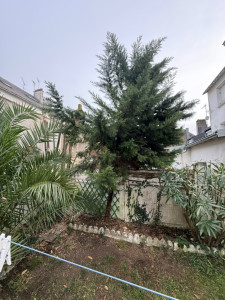 Photo de galerie - Taille, et abattage de sujet afin de récupérer de la clarté dans un espace restreint 