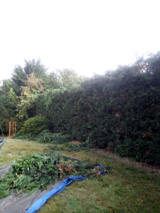 Photo de galerie - ététage et taille d'une haie de thuya environ 4 m de haut et 30 m de Long avec évacuation 