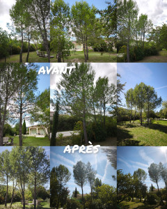 Photo de galerie - ÉLAGAGE PIN D'ALEP GORDE. 