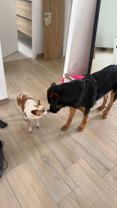 Photo de galerie - Garde de 2 chien à mon domicile 