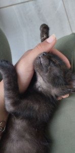 Photo de galerie - Petit chat de quelques mois garder pendant les grandes vacance 