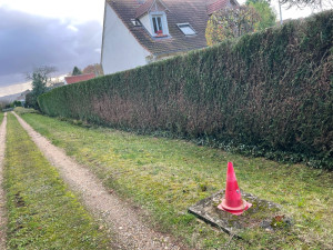 Photo de galerie - Taille de haies et d'arbustes