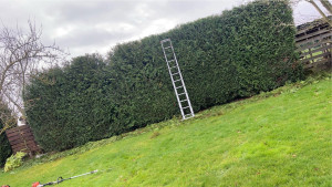Photo de galerie - Taille de haie 