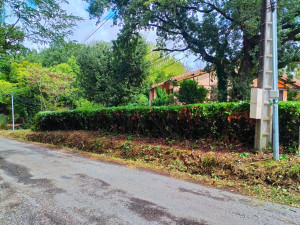 Photo de galerie - Taille de haie de laurier palme 
