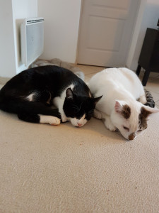 Photo de galerie - Petsitting