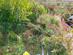 Photo de galerie - Jardinet à rafraîchir (Avant)