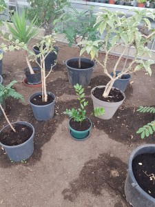 Photo de galerie - Jardinier