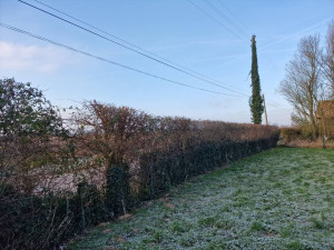 Photo de galerie - Taille d'une haie sur une face et le dessus en bordure de route 