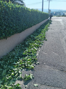 Photo de galerie - Taille de haies et d'arbustes