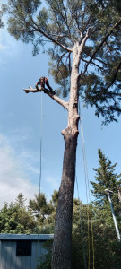 Photo de galerie - Elagage et coupe d'arbres