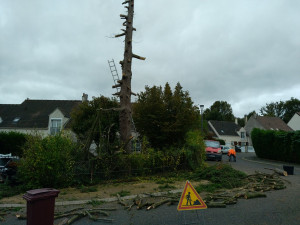 Photo de galerie - Elagage et coupe d'arbres