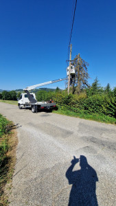 Photo de galerie - Elagage et coupe d'arbres