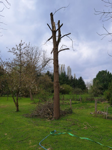 Photo de galerie - Élagage d'arbres 