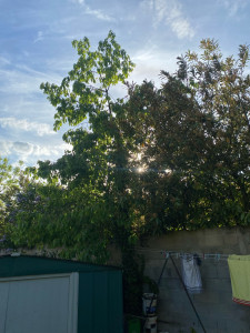 Photo de galerie - Elagage et coupe d'arbres