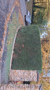 Photo de galerie - Taille de haie 