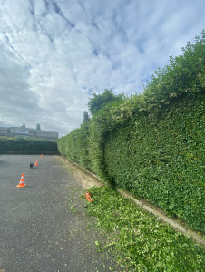 Photo de galerie - Photo durant la taille d'une haie de 45 mètres de long sur 5 mètres de haut