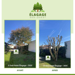 Photo de galerie - Elagage et coupe d'arbres