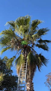 Photo de galerie - Elagage et coupe d'arbres