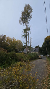 Photo de galerie - Abattage de 3 bouleau