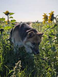 Photo de galerie - Promenades dans les chemins de campagne 