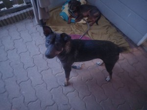 Photo de galerie - Garde chien