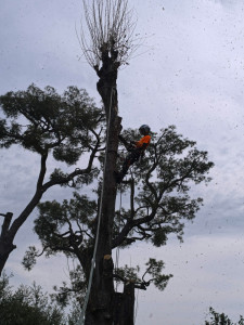 Photo de galerie - Abattage par démontage 