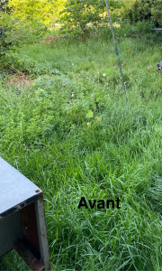 Photo de galerie - Tonte de pelouse - Débroussaillage