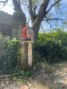 Photo de galerie - Coupe d’arbres avec un penchant sur un hangar 