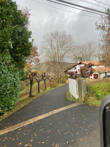 Photo de galerie - Taille de mûrier 