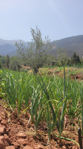 Photo de galerie - Plante d'extérieur / Plan de légume